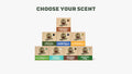 Bar Soap 8-Pack - Stay Fresh After the Shower