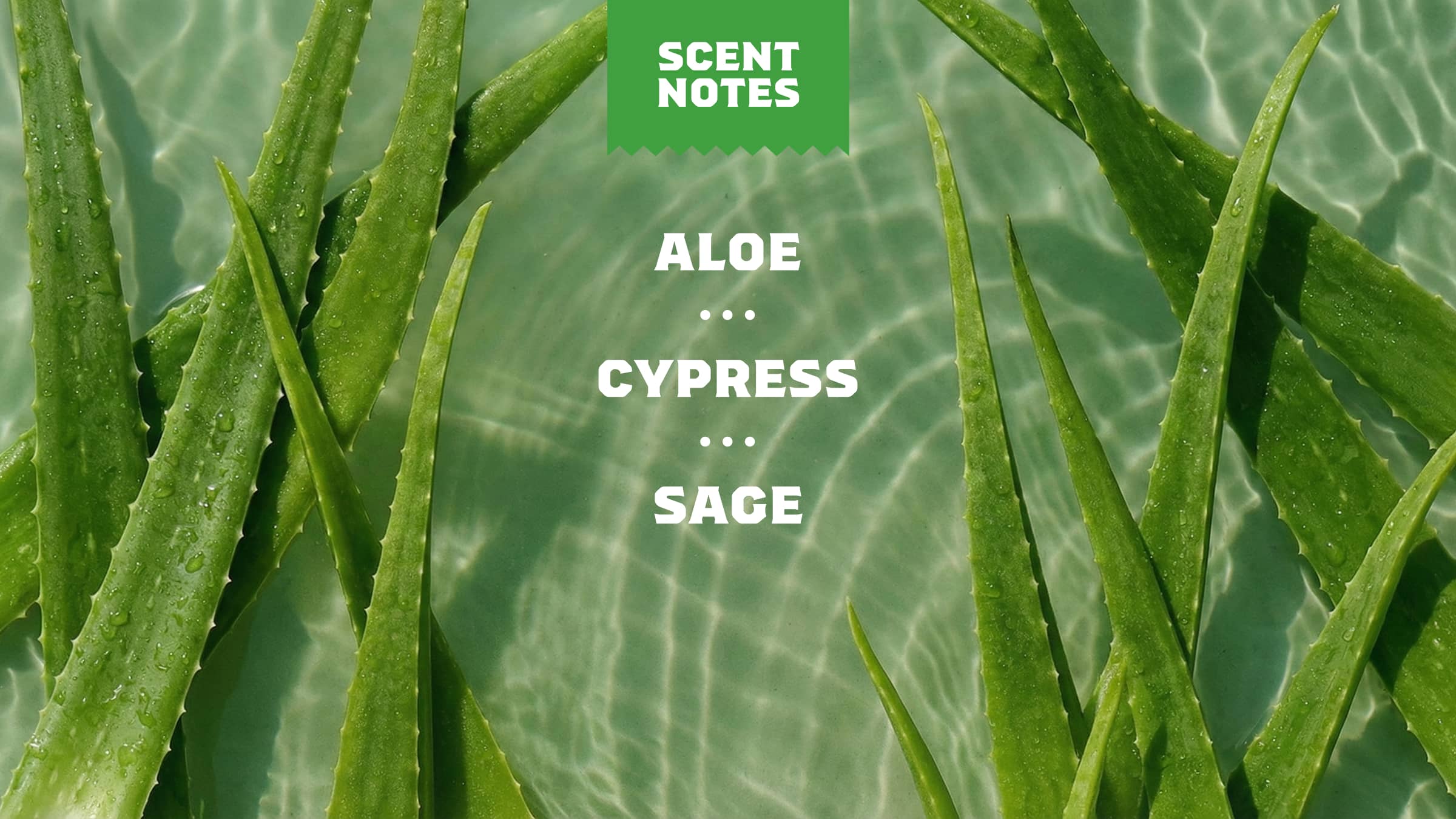 Cool Fresh Aloe Conditioner - Shower Fresh and Guy Approved