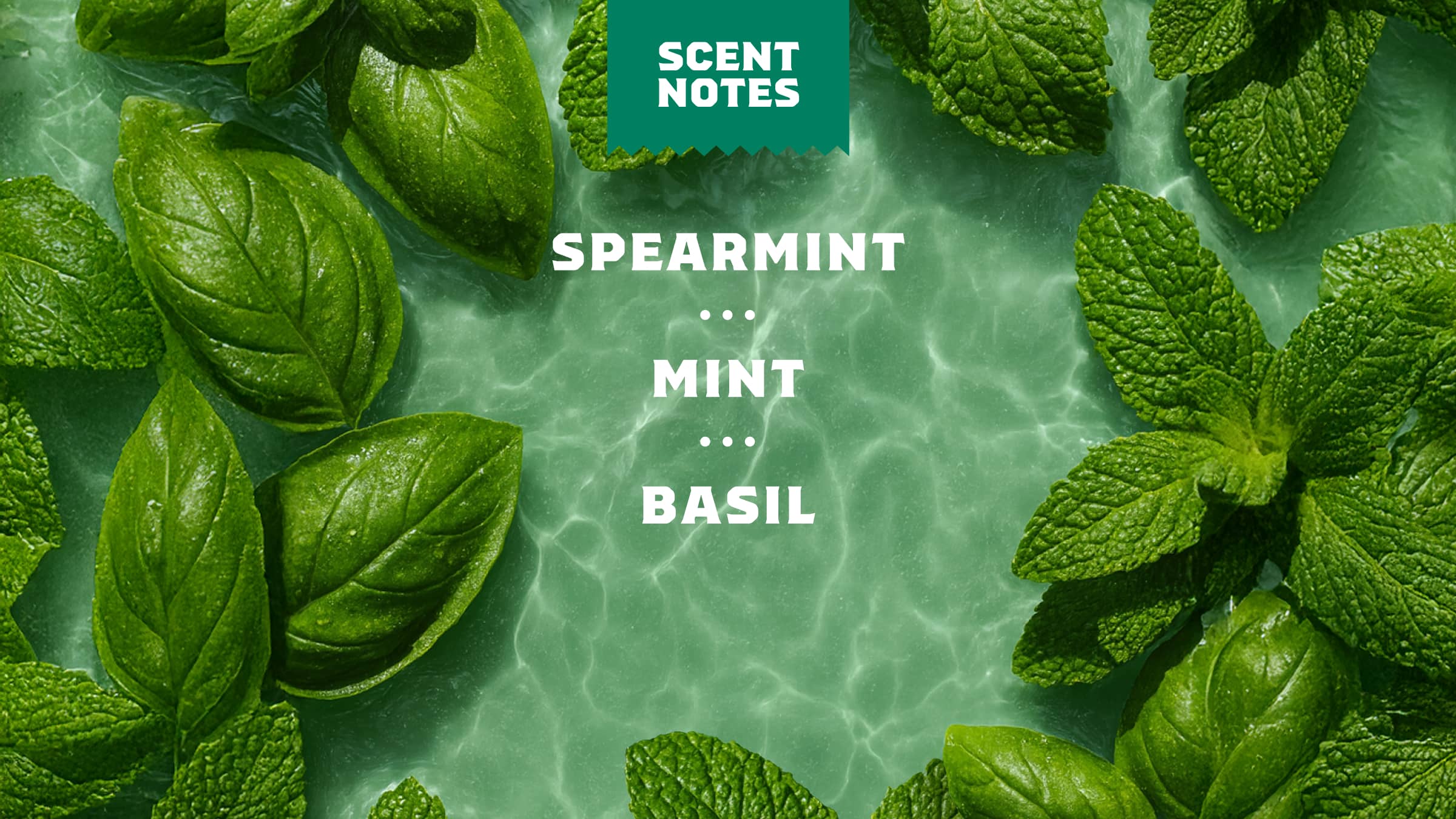 Spearmint Basil - Bring Clean Energy Back